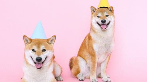 perros felices en dog hotels
