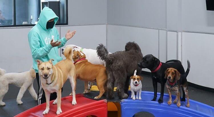 perros en day care dog hotels